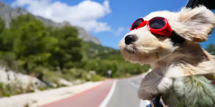 Tiere im Strassenverkehr